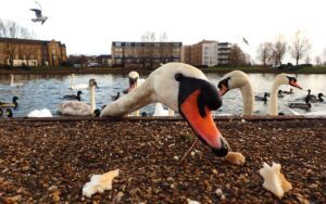 animal, beak, birds-3792505.jpg
