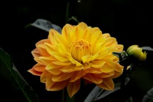 dahlia, flowers, plants-7640463.jpg
