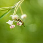 monarch, butterfly, insect-5093898.jpg