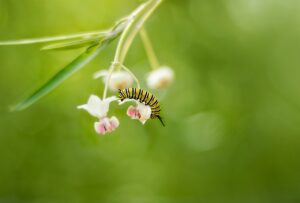 monarch, butterfly, insect-5093898.jpg