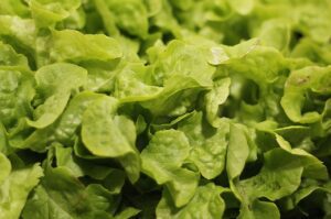 salad, salad plant, agriculture-4637382.jpg