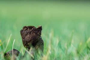 shit, dog shit, poop-4742052.jpg