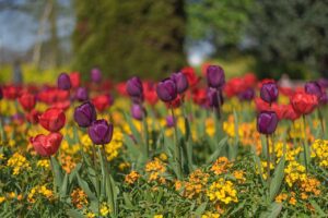 spring, flowers, nature-4173267.jpg